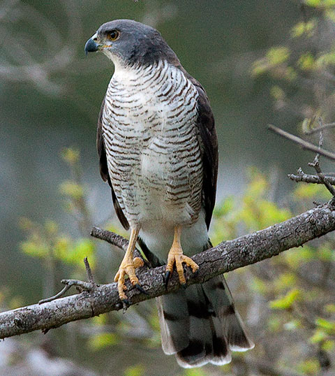 African Goshawk